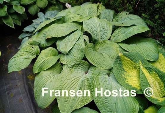 Hosta Warwick Essence